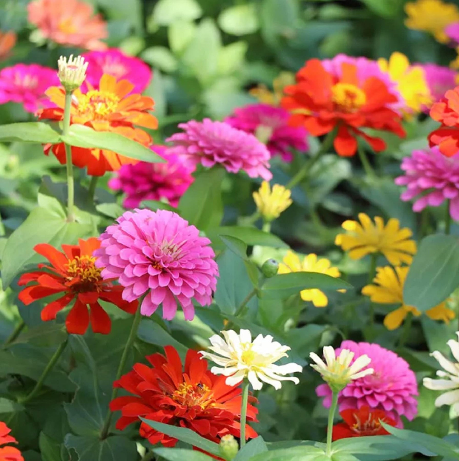 Zinnia Elegans Flower Seeds for Planting for planting in home garden